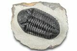 Prone Pedinopariops Trilobite - Mrakib, Morocco #287673-3